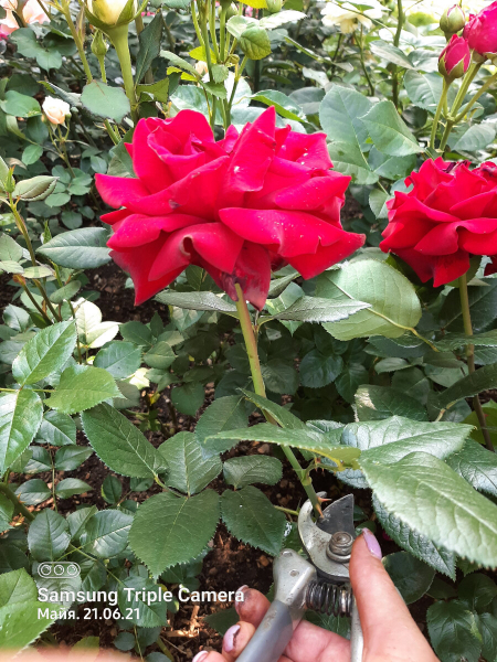 Основные работы во время цветения роз. 21 июня